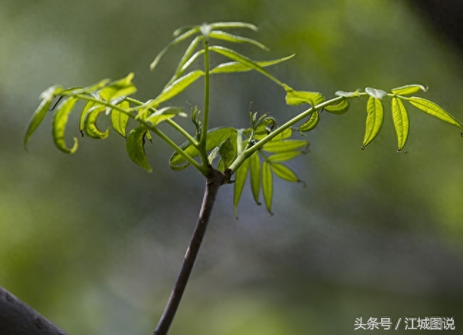 黄菠萝树经济价值、药用价值极高，是我国一级保护植物禁伐木材